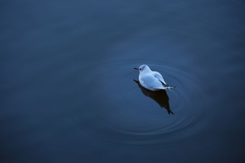 Bird On The Water