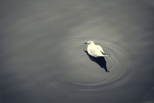 Bird On The Water