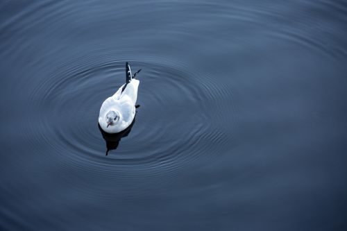 Bird On The Water