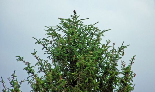 Bird On Tree