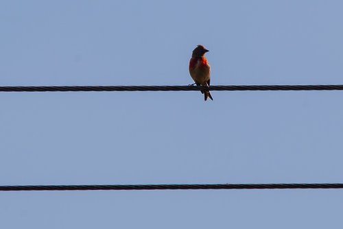 bird on wire  bird  avian