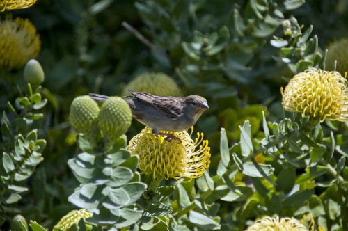 Bird On Yellow Flower