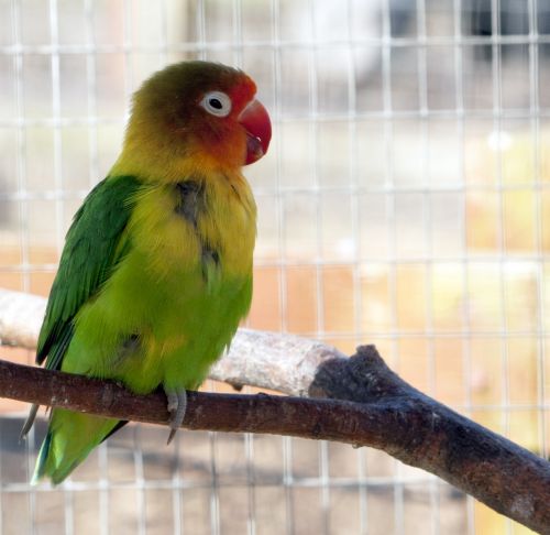 Bird Parakeet Colorful