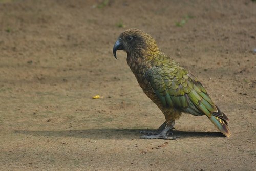 bird park marlow  kea  animal world