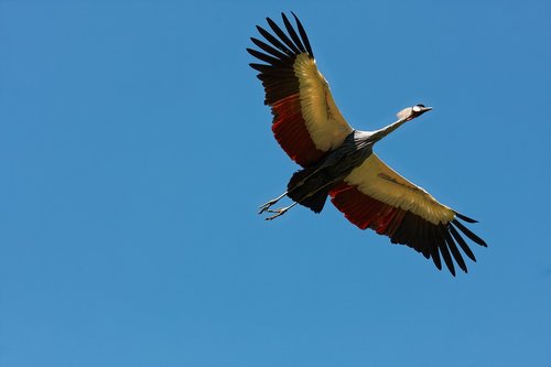 bird park walsrode  freiflug  bird