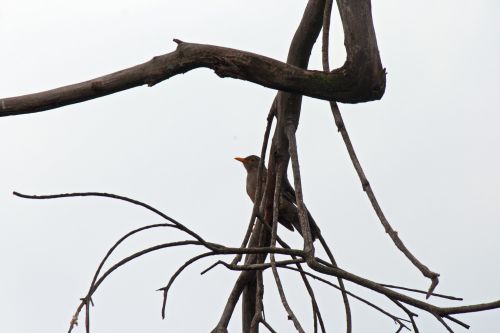 Bird Perched On Branch