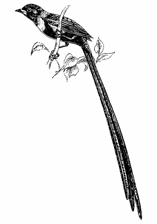 Bird, Pin-tailed Whydah