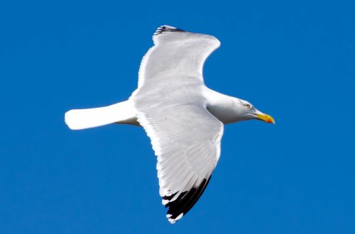 Bird - Seagull