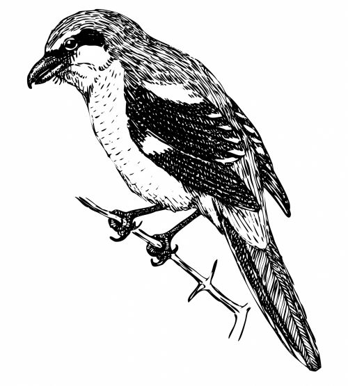 Bird, Shrike Illustration Clipart