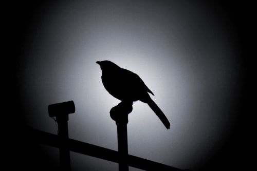 Bird Silhouette