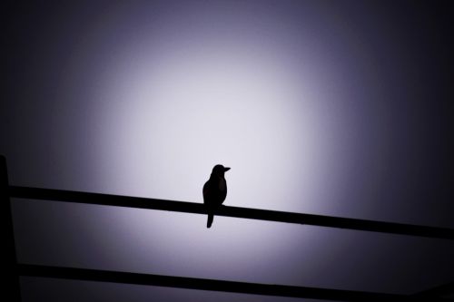 Bird Silhouette 3