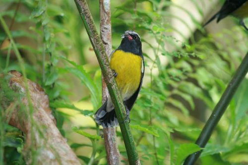 bird sugar yellow black