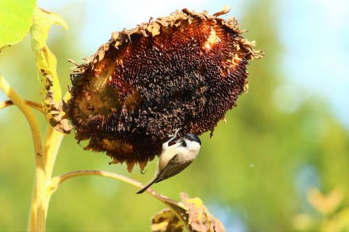 bird sun flower sparrow green