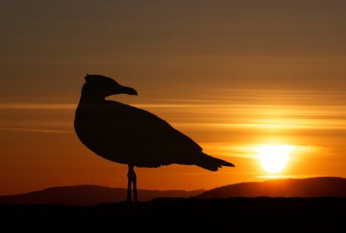 Bird Sunset Landscape Silhouette