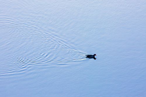 Bird Swimming In Lake