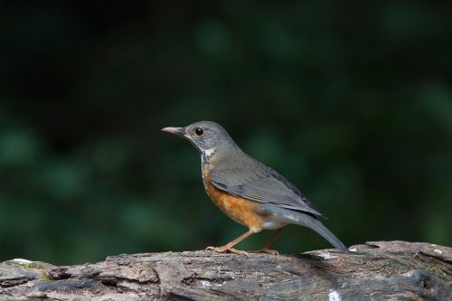 bird thrush poultry wild fowl