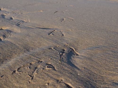 bird tracks sand bird
