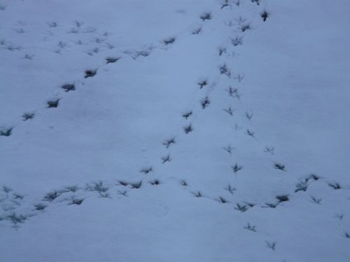 bird tracks animal track reprint