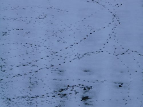 bird tracks animal track reprint