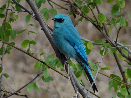 flycatcher bird blue feather