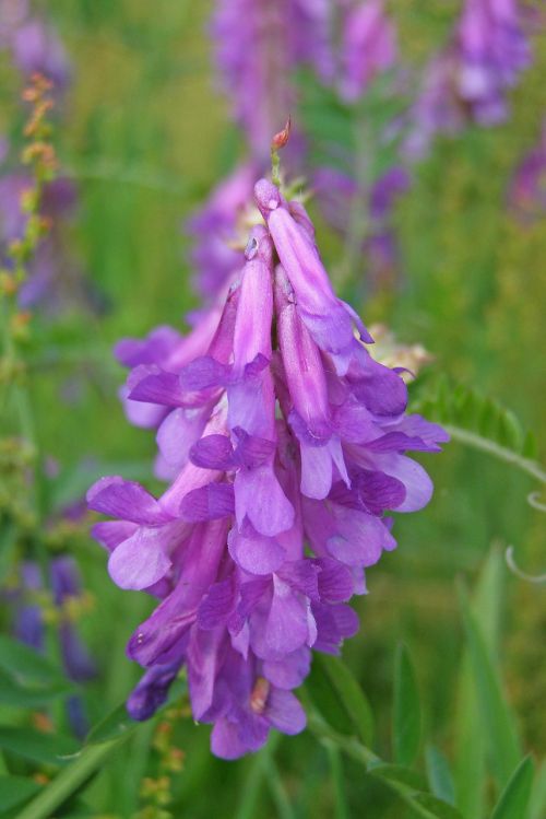 vetch arizona flower violet