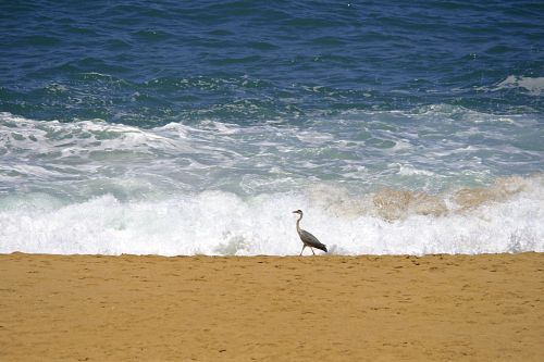 Bird Walking On Beach