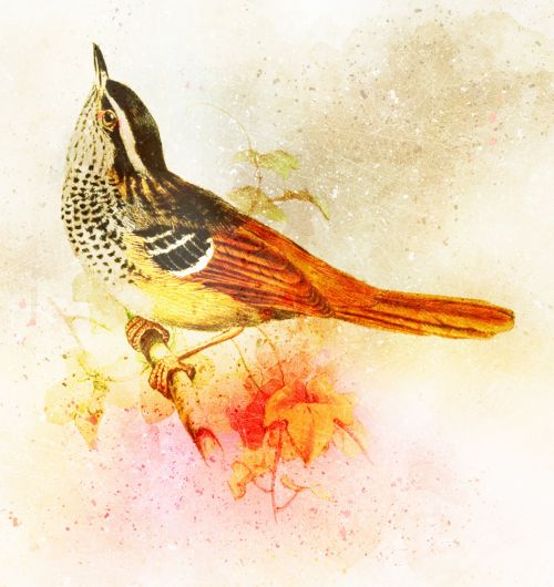 Bird Watercolor Painting