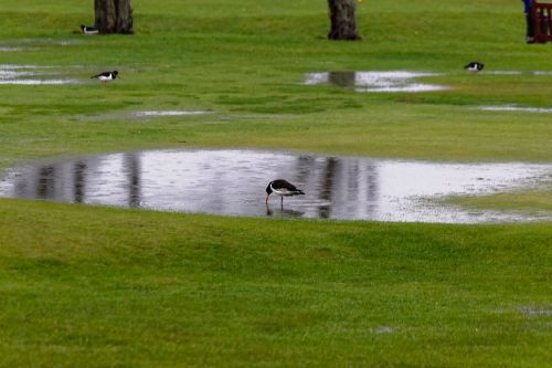 Bird Wildlife