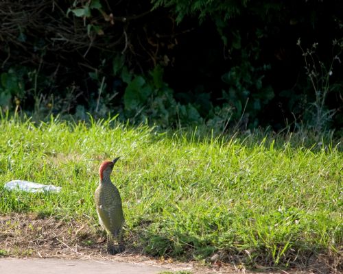 Bird, Woodpecker