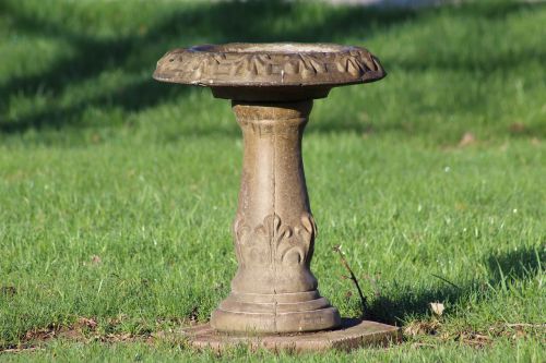 birdbath water bird