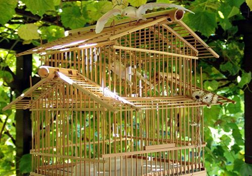 birdcage birds bamboo