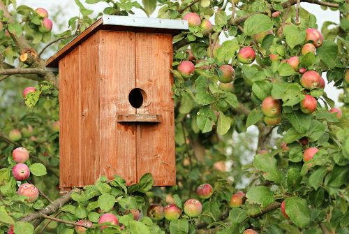birdhouse cottage apple tree