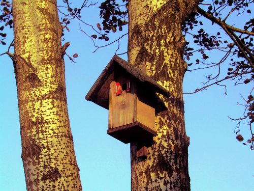 birdhouse cottage tree hut