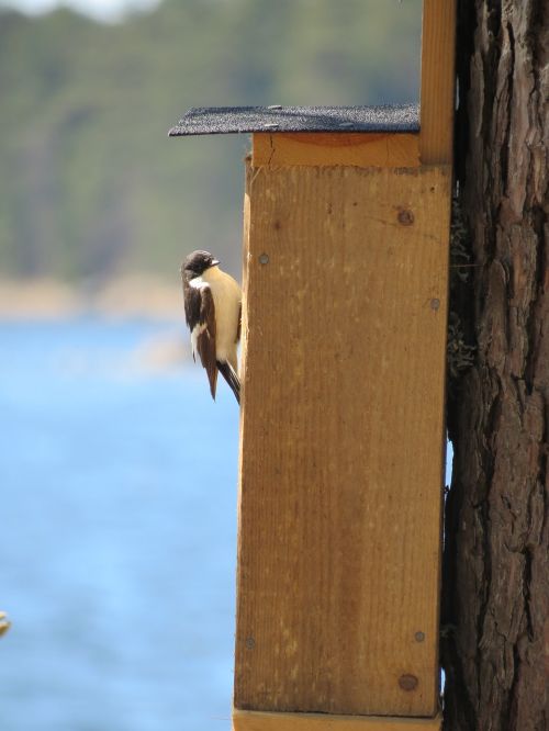 birdhouse flycatcher summer