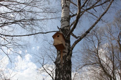 birdhouse birch spring