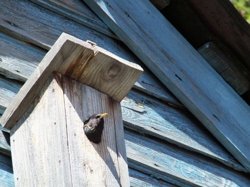 birdhouse bird starling
