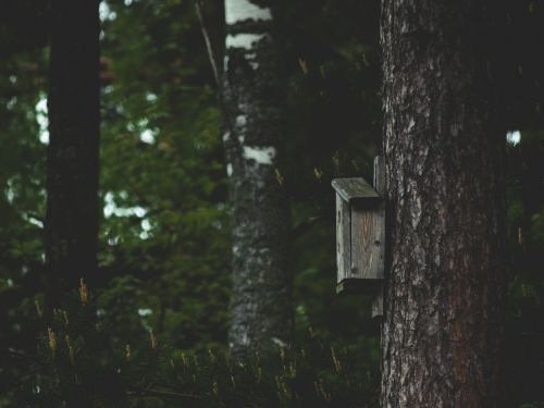 birdhouse tree forest