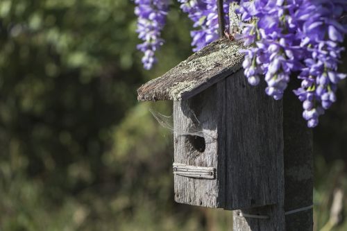 birdhouse flowers purple