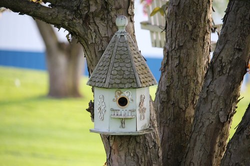 birdhouse  birds  tree