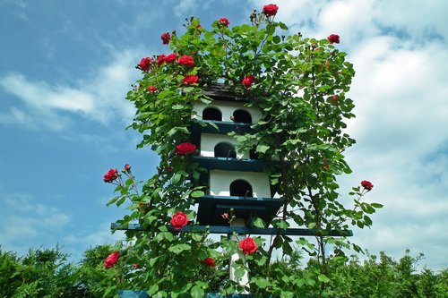 birdhouse  flowers  the rose bush pnącej