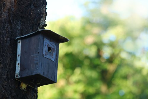 birdhouse  the feeder  shed