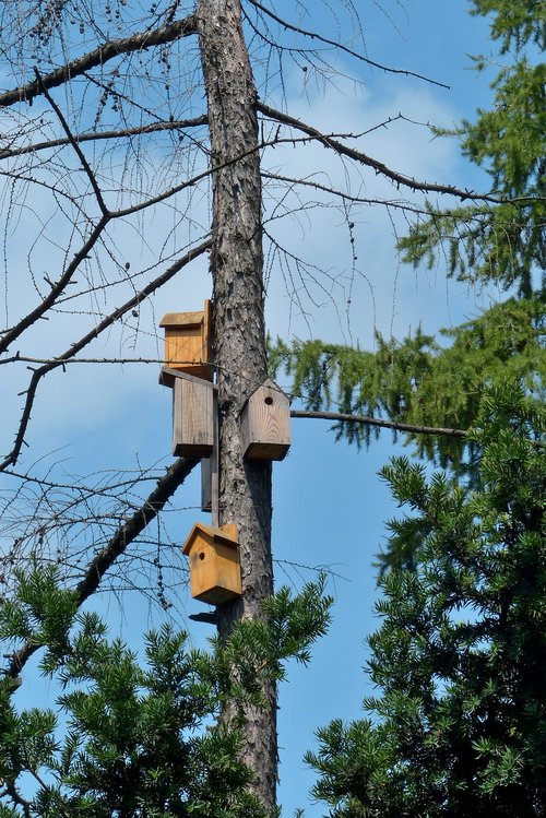 birdhouse  tree  nature