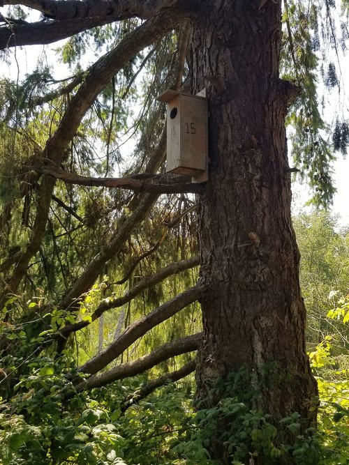 birdhouse  tree  forest