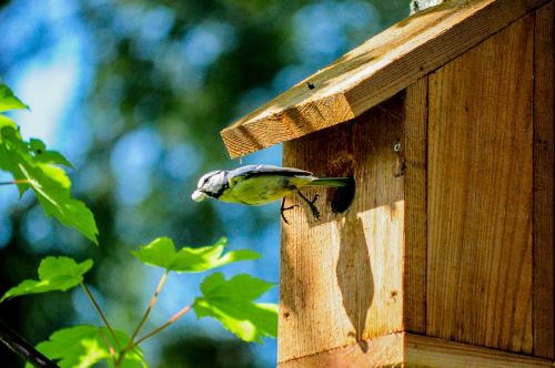 birdhouse aviary volery