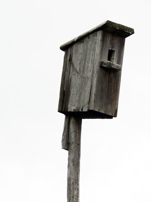 birdhouse  tree  wooden