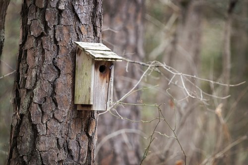 birdhouse  woods  nature