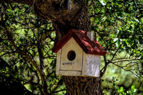 birdhouse  outdoors  bird