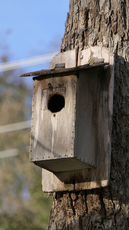 birdhouse  nature  bird