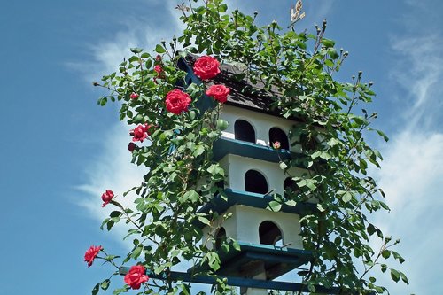 birdhouse  roses  flowers