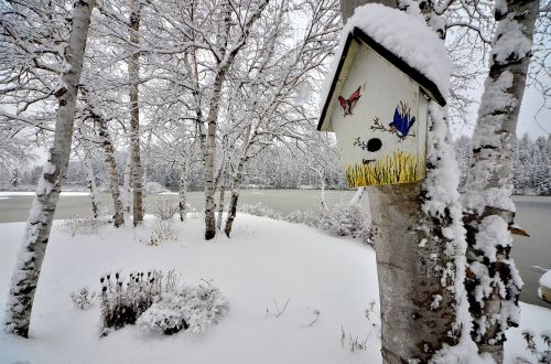 birdhouse winter snow